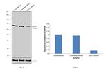 HSC70 Antibody in Western Blot (WB)