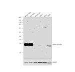 GPX4 Antibody