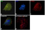 VHL Antibody in Immunocytochemistry (ICC/IF)