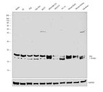 VHL Antibody in Western Blot (WB)