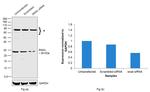 SNAIL Antibody in Western Blot (WB)