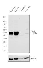 GFAP Antibody in Western Blot (WB)