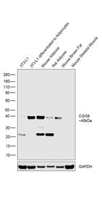 CGI58 Antibody in Western Blot (WB)