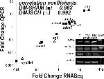 ACOX2 Antibody in Western Blot (WB)