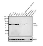 G6PD Antibody in Western Blot (WB)