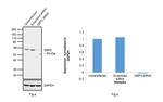 G6PD Antibody