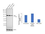 FMRP Antibody in Western Blot (WB)