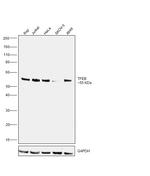 TFEB Antibody in Western Blot (WB)