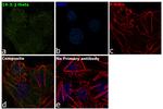 14-3-3 theta Antibody in Immunocytochemistry (ICC/IF)