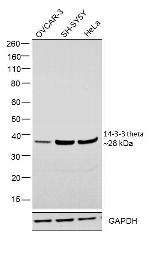 14-3-3 theta Antibody in Western Blot (WB)