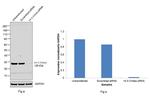 14-3-3 theta Antibody