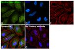 Ferritin Heavy Chain Antibody in Immunocytochemistry (ICC/IF)