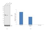 TDP-43 Antibody in Western Blot (WB)