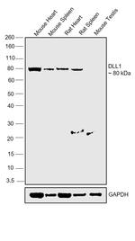 DLL1 Antibody