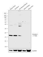 Caveolin 3 Antibody