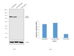 SATB1 Antibody