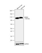 IREB2 Antibody in Western Blot (WB)