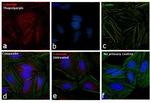 Calnexin Antibody in Immunocytochemistry (ICC/IF)