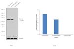 Calnexin Antibody in Western Blot (WB)