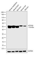 ATP1B1 Antibody