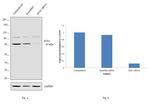 SNX1 Antibody in Western Blot (WB)