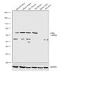 c-Rel Antibody in Western Blot (WB)