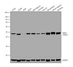 GNAS Antibody in Western Blot (WB)