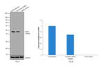 GNAS Antibody