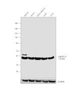 hnRNP A1 Antibody in Western Blot (WB)