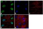 Lamin B1 Antibody in Immunocytochemistry (ICC/IF)