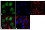 Lamin B1 Antibody in Immunocytochemistry (ICC/IF)