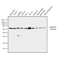 Lamin B1 Antibody in Western Blot (WB)