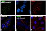 beta Catenin Antibody in Immunocytochemistry (ICC/IF)