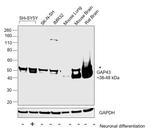 GAP43 Antibody in Western Blot (WB)