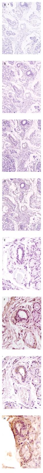 PADI2 Antibody in Immunohistochemistry (IHC)