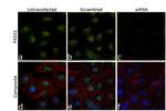 PADI2 Antibody