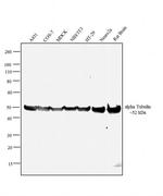 alpha Tubulin Antibody in Western Blot (WB)