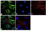 alpha Tubulin Antibody in Immunocytochemistry (ICC/IF)