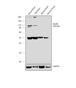 GluR2 Antibody in Western Blot (WB)