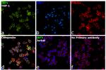 IRF5 Antibody in Immunocytochemistry (ICC/IF)