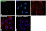 Nucleolin Antibody in Immunocytochemistry (ICC/IF)