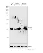 PDGF-B Antibody in Western Blot (WB)