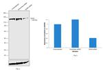 DHX9 Antibody