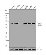 SUFU Antibody in Western Blot (WB)