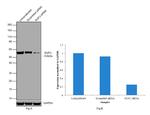 SUFU Antibody