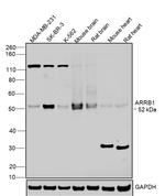 beta Arrestin 1 Antibody in Western Blot (WB)