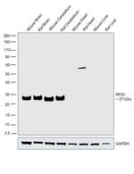 MOG Antibody in Western Blot (WB)