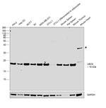 UBC9 Antibody in Western Blot (WB)