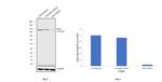 EEF2 Antibody in Western Blot (WB)