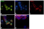 SATB2 Antibody in Immunocytochemistry (ICC/IF)